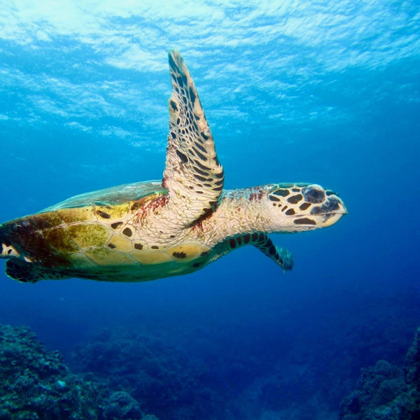 sea turtle in the deep ocean